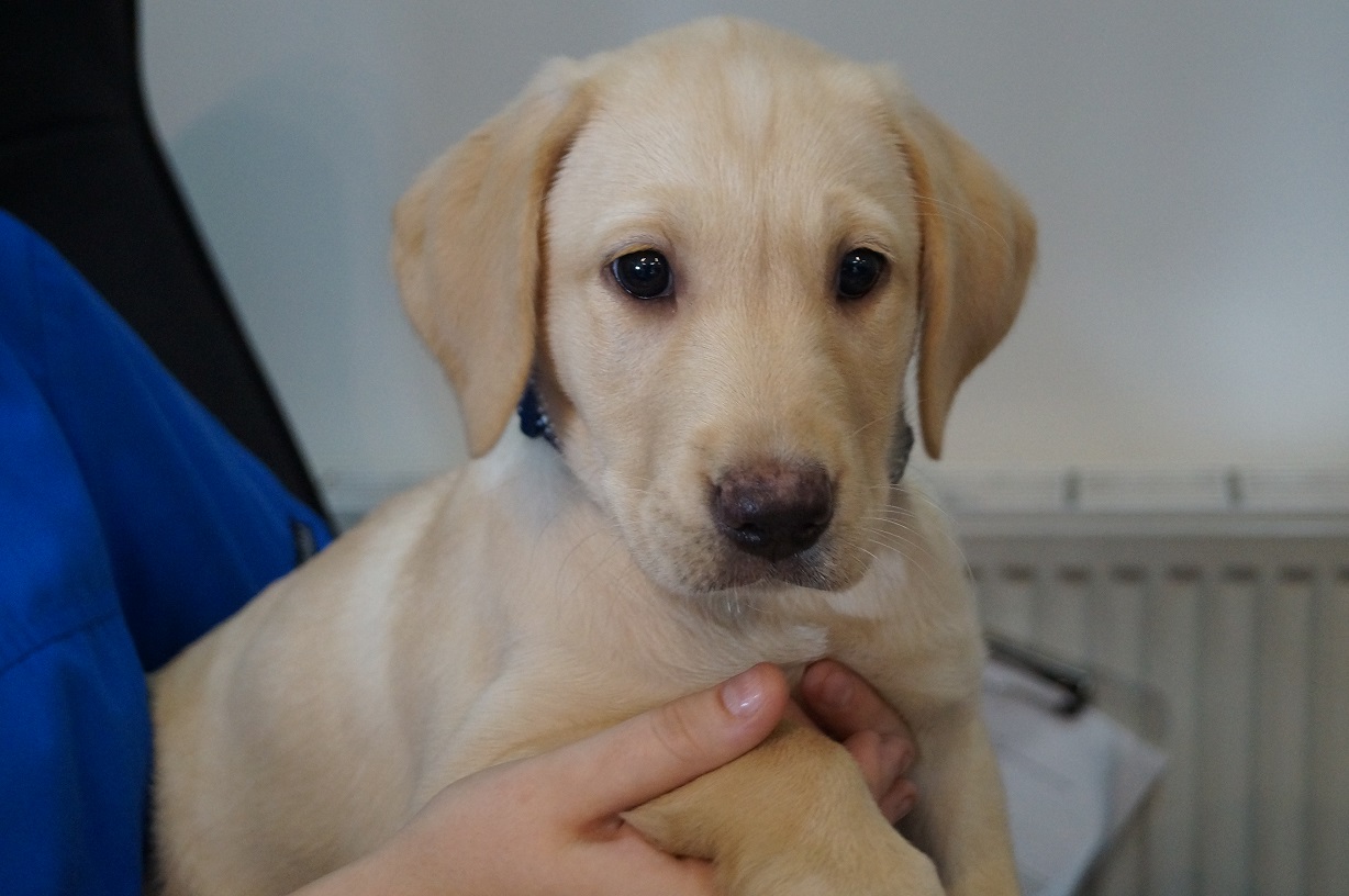 Labrador Puppy